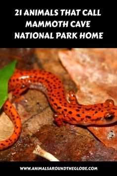 a small orange and black animal with the words, animals that call mammoth cave national park home