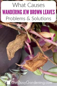 what cause wandering jew brown leaves problems and solutions