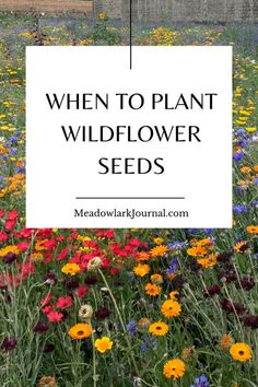 a field full of wildflowers with the words when to plant wildflower seeds