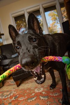 a black dog holding a colorful rope in its mouth with it's mouth open