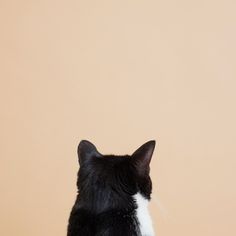 a black and white cat sitting on top of a wooden table next to a brown wall