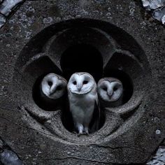 three owls are standing in a hole with their heads turned to look like they're looking at the camera