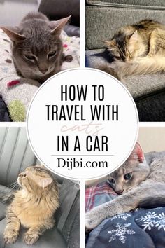 four different pictures with cats sleeping on top of each other and the words how to travel with cats in a car