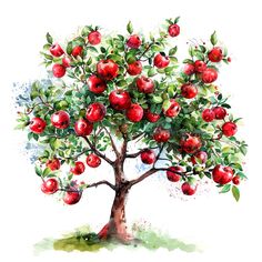 an apple tree with lots of red apples on it