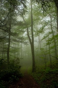 a foggy forest with trees and leaves on the ground in the foreground is a trail