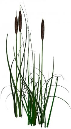 some tall grass with brown flowers in the center and green leaves on each side, against a white background