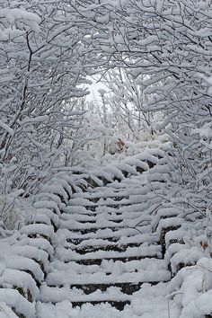 snow covered steps leading up to the top of a tree lined path with trees in the background