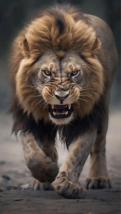 a close up of a lion walking on a dirt ground with it's mouth open