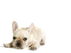 a small white dog laying down on the ground