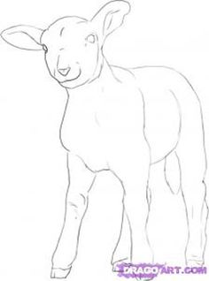 a drawing of a sheep standing in front of a white background with the words, how to draw a goat