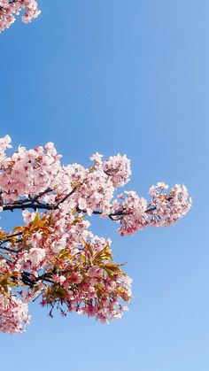 pink flowers blooming on the branches of a tree in front of a blue sky