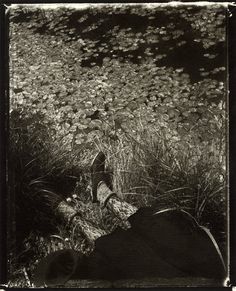 a black and white photo of an animal in the grass