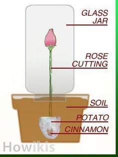 the parts of a flower that is growing out of a pot with water in it