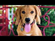 a dog with its tongue hanging out sitting on a red metal bench in front of some bushes