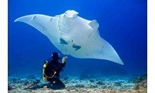 a manta ray swimming in the ocean