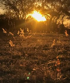 the sun is setting behind some trees in an open field with tall grass and weeds