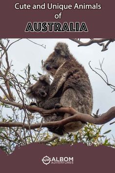 two koalas sitting in a tree with the caption cute and unique animals of australia