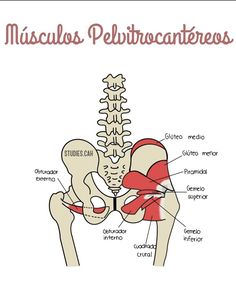 the anatomy of the hip and pelvicis, labeled in spanish with caption