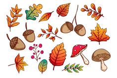 various autumn leaves and acorns on a white background