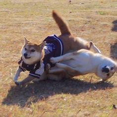 two dogs are playing with each other in the grass and one dog is wearing a shirt