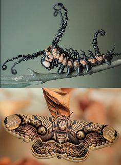 two pictures with different types of insects on them