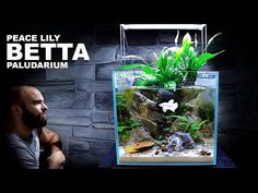 a man sitting in front of a fish tank with plants and rocks on the side