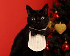 a black cat wearing a tuxedo and bow tie next to a christmas tree