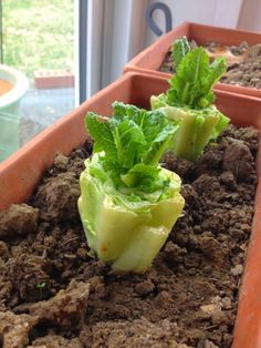 there are three lettuce plants growing in the soil with words above them that read, 8 herbs y verduras