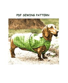 a dachshund dog wearing a green and white checkered coat standing in the dirt