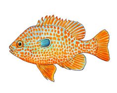 an orange and blue fish on a white background