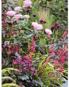 some pink flowers are in the middle of green plants and purple flowers on the other side