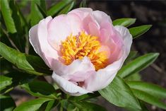 a pink flower with yellow stamens in the center and green leaves around it