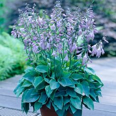 a potted plant with purple flowers and green leaves on a wooden deck in the garden