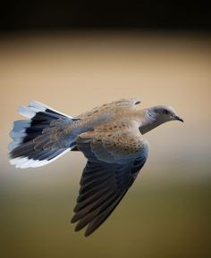 a bird flying through the air with it's wings spread