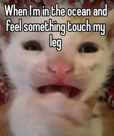 a cat with its mouth open and the caption when i'm in the ocean and feel something touch my leg