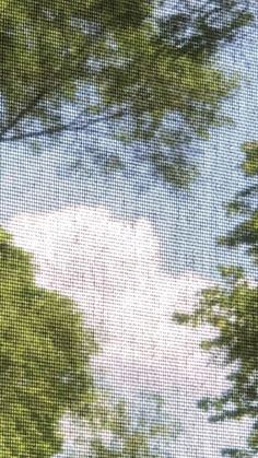 looking up at the tops of trees and clouds in the sky, through a meshed screen