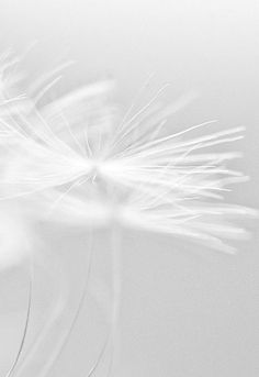 a dandelion is blowing in the wind on a white background with water droplets