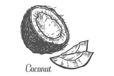 a drawing of a coconut with the peel cut open and half eaten, on a white background