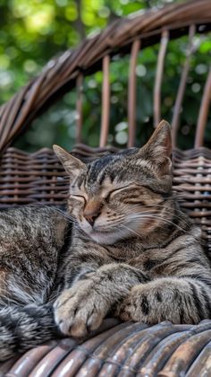 a cat sleeping on top of a wicker chair