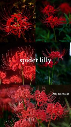 some red flowers with the words spider lily on it's bottom right and bottom left