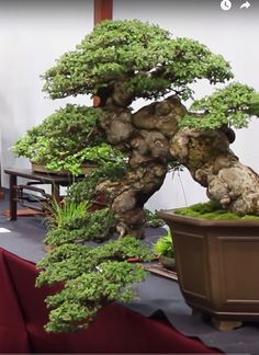 a bonsai tree in a potted planter