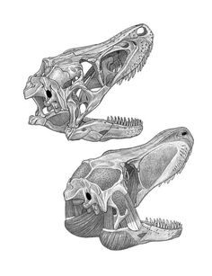 an image of two dinosaurs that are in the same drawing style, one is showing its teeth