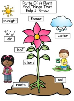 parts of a plant and things that help it grow worksheet for kids to learn