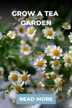 the words grow a tea garden are in front of white daisies and green leaves