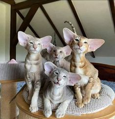 four cats sitting on top of a round table with one cat looking at the camera