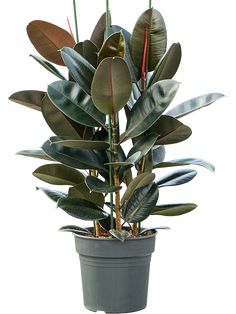 a potted plant with green leaves and red stems in it's center, on a white background