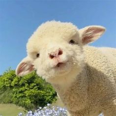 a close up of a sheep with flowers in the background