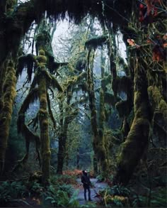 a person standing in the middle of a forest surrounded by mossy trees and ferns