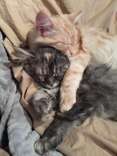 two cats are sleeping together on a bed