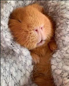 an orange cat sleeping in a blanket on top of it's head and eyes